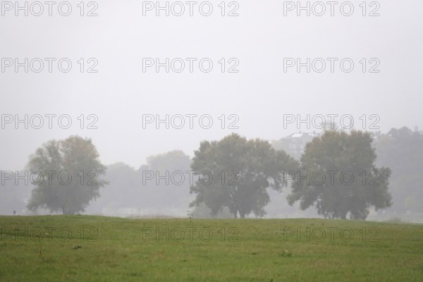 Morning fog in autumn, group of trees, Germany