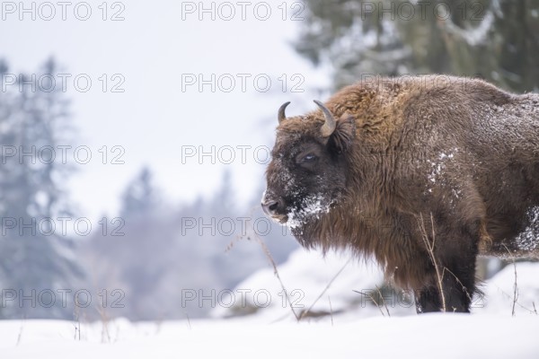 European bison (Bison bonasus) or Wisent standing on a meadow next to the forest in winter, snow, Bavaria, Germany