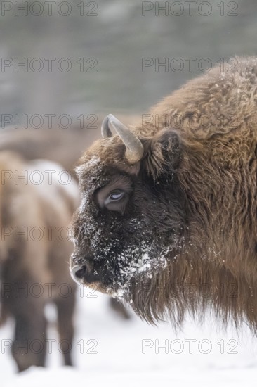 European bison (Bison bonasus) or Wisent portrait in winter, snow, Bavaria, Germany