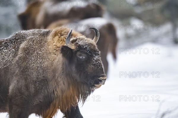 European bison (Bison bonasus) or Wisent portrait in winter, snow, Bavaria, Germany