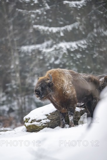European bison (Bison bonasus) or Wisent standing on a meadow next to the forest in winter, snow, Bavaria, Germany