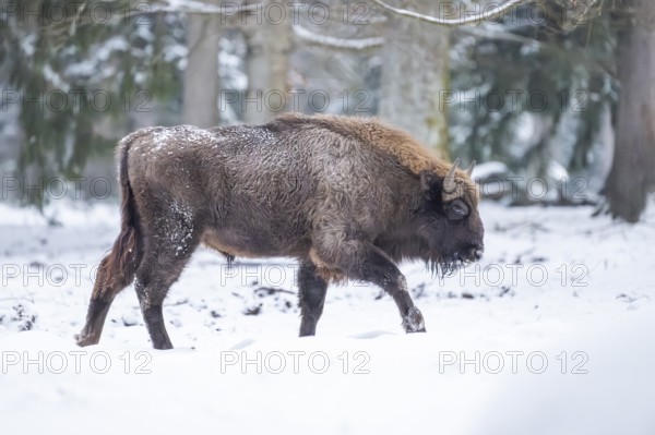 European bison (Bison bonasus) or Wisent walking on a meadow next to the forest in winter, snow, Bavaria, Germany