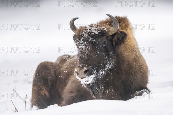 European bison (Bison bonasus) or Wisent lying on a meadow next to the forest in winter, snow, Bavaria, Germany