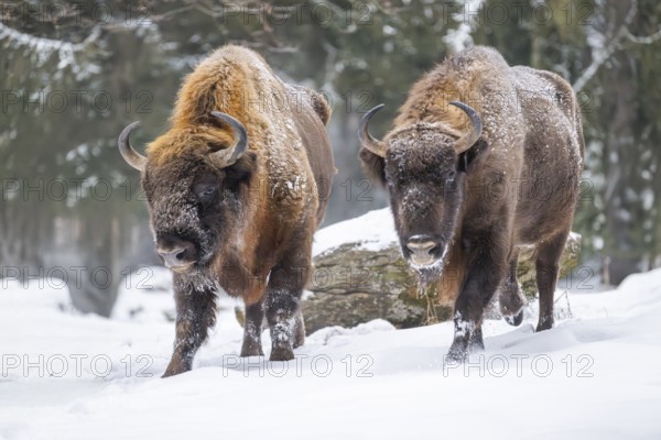 European bison (Bison bonasus) or Wisent standing on a meadow next to the forest in winter, snow, Bavaria, Germany