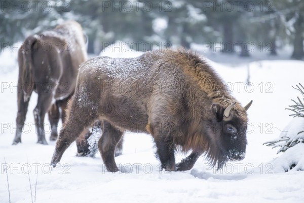 European bison (Bison bonasus) or Wisent walking on a meadow next to the forest in winter, snow, Bavaria, Germany
