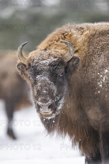 European bison (Bison bonasus) or Wisent portrait in winter, snow, Bavaria, Germany