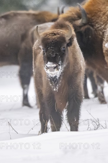 European bison (Bison bonasus) or Wisent standing on a meadow next to the forest in winter, snow, Bavaria, Germany