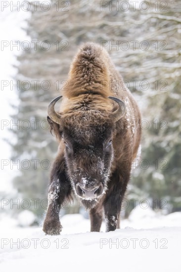 European bison (Bison bonasus) or Wisent walking on a meadow next to the forest in winter, snow, Bavaria, Germany