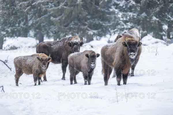 European bison (Bison bonasus) or Wisent standing on a meadow next to the forest in winter, snow, Bavaria, Germany