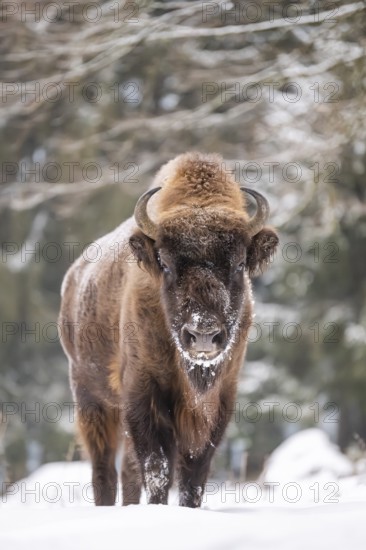 European bison (Bison bonasus) or Wisent standing on a meadow next to the forest in winter, snow, Bavaria, Germany