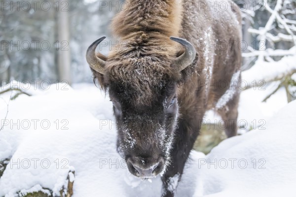 European bison (Bison bonasus) or Wisent portrait in winter, snow, Bavaria, Germany