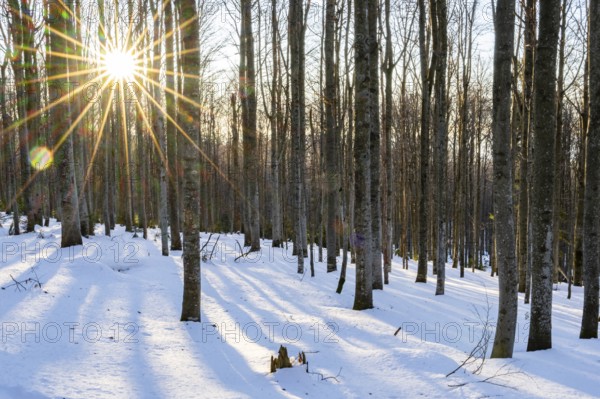 European beech or common beech (Fagus sylvatica) with the moring sun coming through the trees in winter at mount Lusen, bavarian forest, Bavaria, Germany