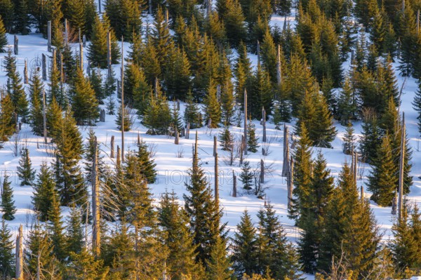 Norway spruce (Picea abies) trees and dead tree trunks from an aerial perspective at sunrise in winter, mount Lusen, Bavarian Forest, Bavaria, Germany