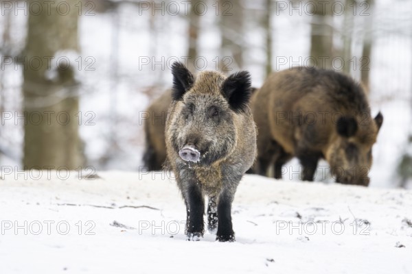 Wild boar (Sus scrofa) standing in a forest in winter, snow, Bavaria, Germany