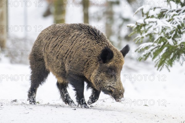 Wild boar (Sus scrofa) walking in a forest in winter, snow, Bavaria, Germany