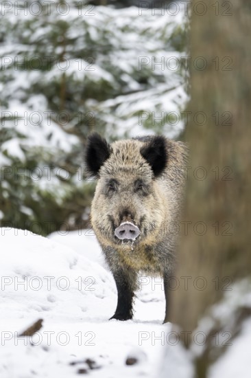 Wild boar (Sus scrofa) standing in a forest in winter, snow, Bavaria, Germany