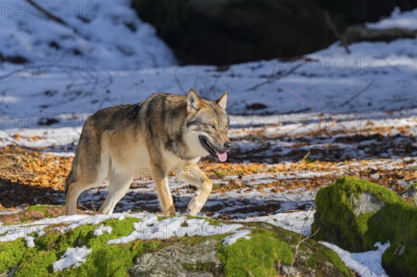 European gray wolf (Canis lupus lupus) walking in a forest in winter, snow, Bavaria, Germany