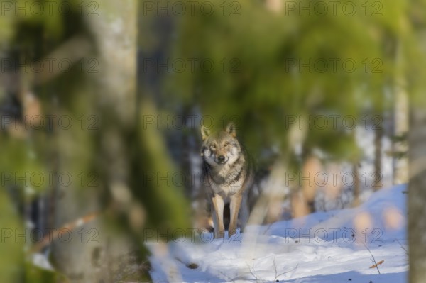 European gray wolf (Canis lupus lupus) standing in a forest in winter, snow, Bavaria, Germany