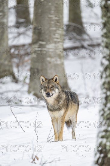 European gray wolf (Canis lupus lupus) standing in a forest in winter, snow, Bavaria, Germany