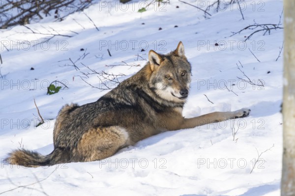 European gray wolf (Canis lupus lupus) lying in a forest in winter, snow, Bavaria, Germany