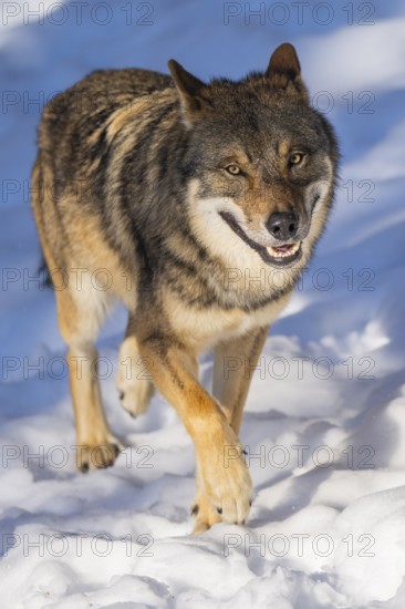 European gray wolf (Canis lupus lupus) walking in a forest in winter, snow, Bavaria, Germany