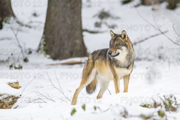 European gray wolf (Canis lupus lupus) standing in a forest in winter, snow, Bavaria, Germany