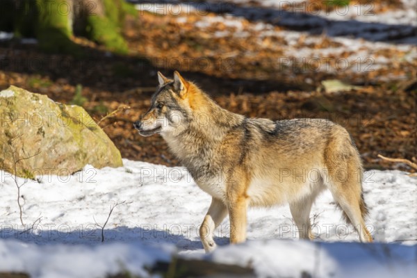 European gray wolf (Canis lupus lupus) walking in a forest in winter, snow, Bavaria, Germany