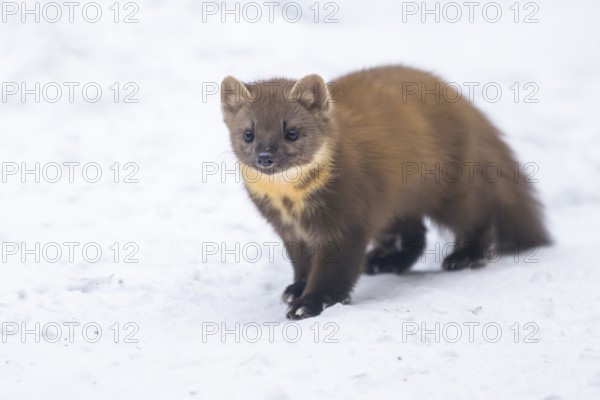 European pine marten (Martes martes) standing in the snow in winter, National Park Bavarian Forest, Bavaria, Germany