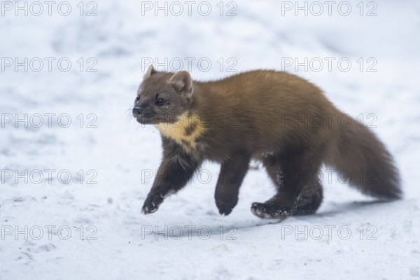 European pine marten (Martes martes) running in the snow in winter, National Park Bavarian Forest, Bavaria, Germany