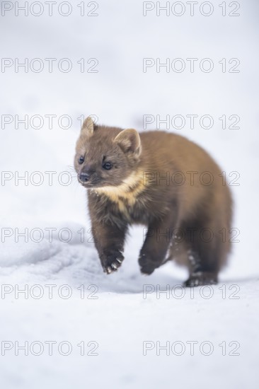 European pine marten (Martes martes) running in the snow in winter, National Park Bavarian Forest, Bavaria, Germany