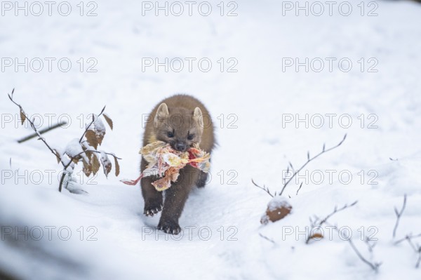 European pine marten (Martes martes) with a chick in his mouth standing in the snow in winter, National Park Bavarian Forest, Bavaria, Germany