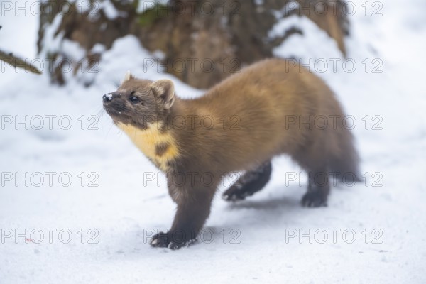 European pine marten (Martes martes) standing in the snow in winter, National Park Bavarian Forest, Bavaria, Germany