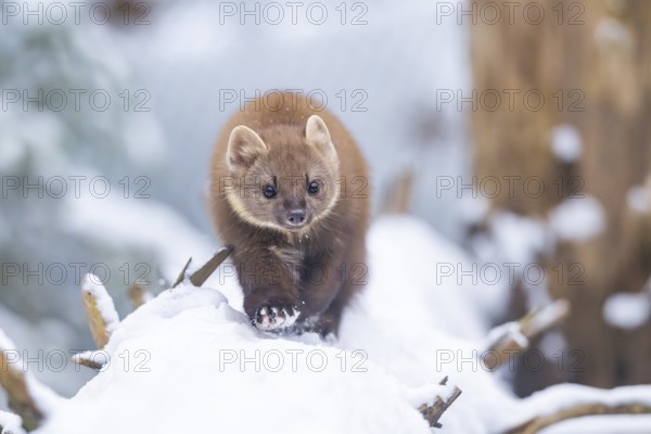 European pine marten (Martes martes) running in the snow in winter, National Park Bavarian Forest, Bavaria, Germany