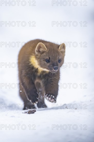 European pine marten (Martes martes) running in the snow in winter, National Park Bavarian Forest, Bavaria, Germany