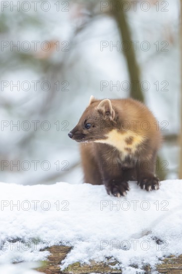 European pine marten (Martes martes) standing in the snow in winter, National Park Bavarian Forest, Bavaria, Germany