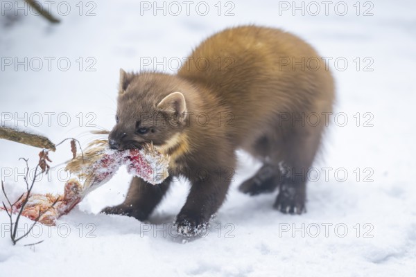 European pine marten (Martes martes) with a chick in his mouth standing in the snow in winter, National Park Bavarian Forest, Bavaria, Germany