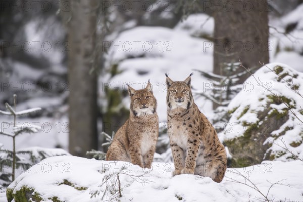 Eurasian lynx (Lynx lynx) sitting in a forest in winter, snow, Bavaria, Germany