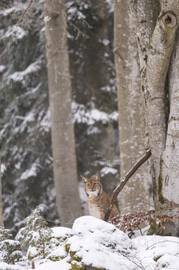 Eurasian lynx (Lynx lynx) sitting in a forest in winter, snow, Bavaria, Germany