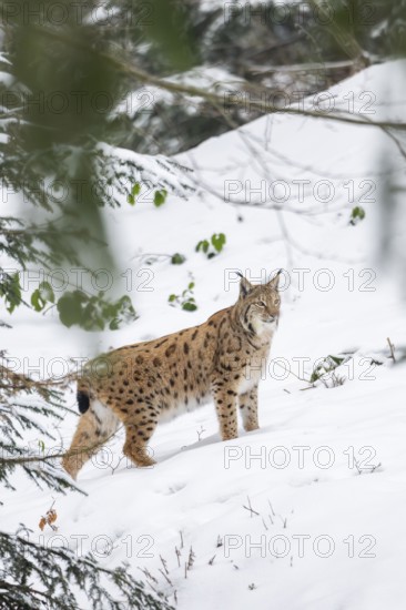 Eurasian lynx (Lynx lynx) standing in a forest in winter, snow, Bavaria, Germany