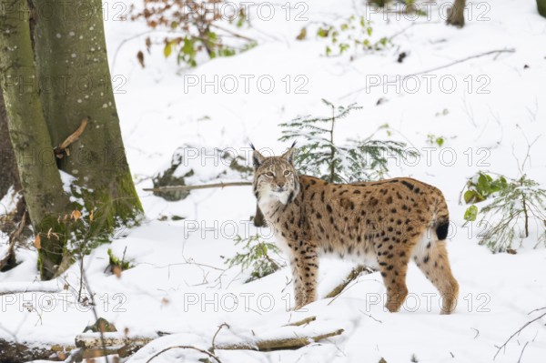 Eurasian lynx (Lynx lynx) standing in a forest in winter, snow, Bavaria, Germany