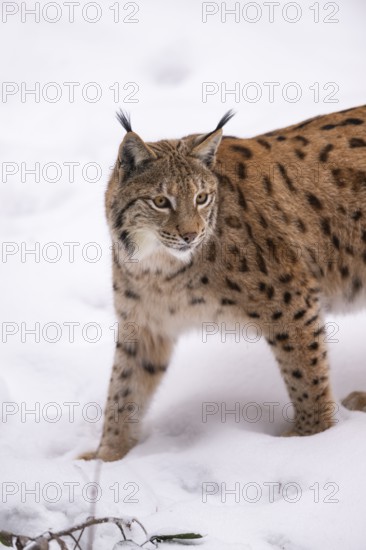 Eurasian lynx (Lynx lynx) standing in a forest in winter, snow, Bavaria, Germany