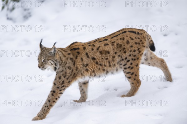 Eurasian lynx (Lynx lynx) walking in a forest in winter, snow, Bavaria, Germany