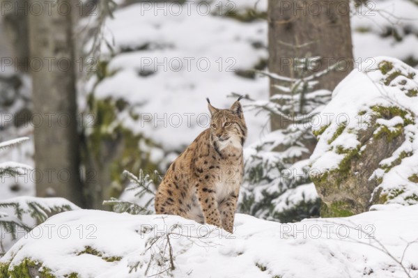 Eurasian lynx (Lynx lynx) sitting in a forest in winter, snow, Bavaria, Germany
