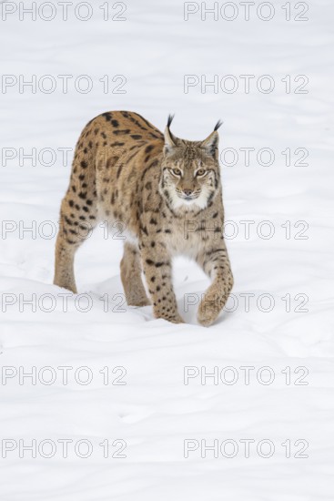 Eurasian lynx (Lynx lynx) walking in a forest in winter, snow, Bavaria, Germany