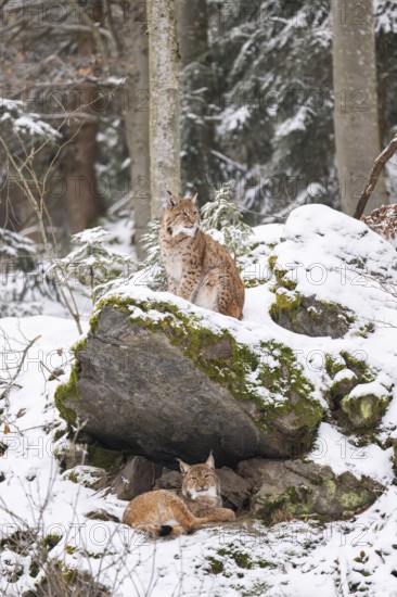 Eurasian lynx (Lynx lynx) sitting in a forest in winter, snow, Bavaria, Germany