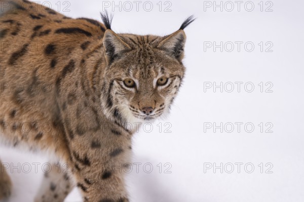 Eurasian lynx (Lynx lynx) walking in a forest in winter, snow, Bavaria, Germany