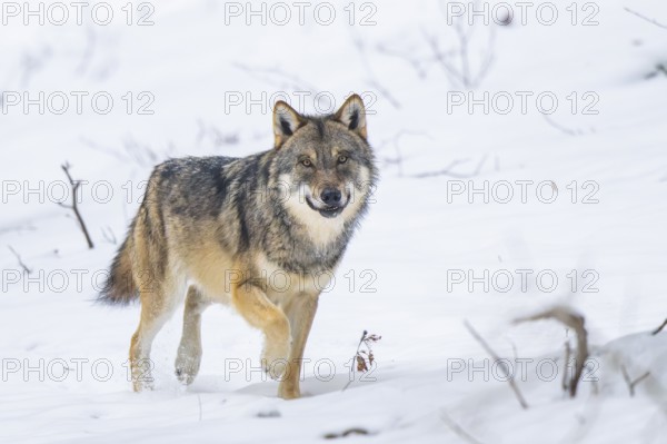European gray wolf (Canis lupus lupus) walking in a forest in winter, snow, Bavaria, Germany