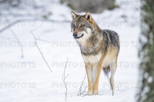 European gray wolf (Canis lupus lupus) standing in a forest in winter, snow, Bavaria, Germany