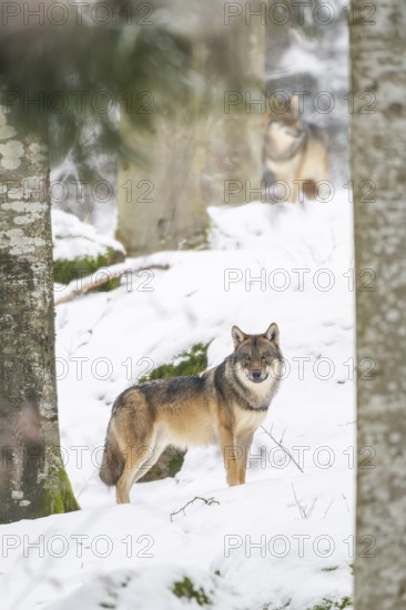 European gray wolf (Canis lupus lupus) standing in a forest in winter, snow, Bavaria, Germany