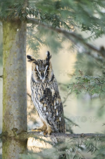 Long-eared owl (Asio otus) sitting on a branch in winter, National Park Bavarian Forest, Bavaria, Germany